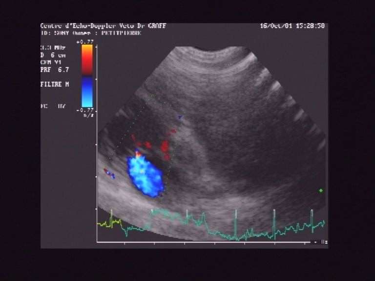 IM sur un chien, vue parasternale droite grand axe, le grand flux bleu ne devrait pas exister
